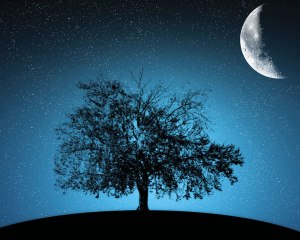 Tree-In-Moonlight